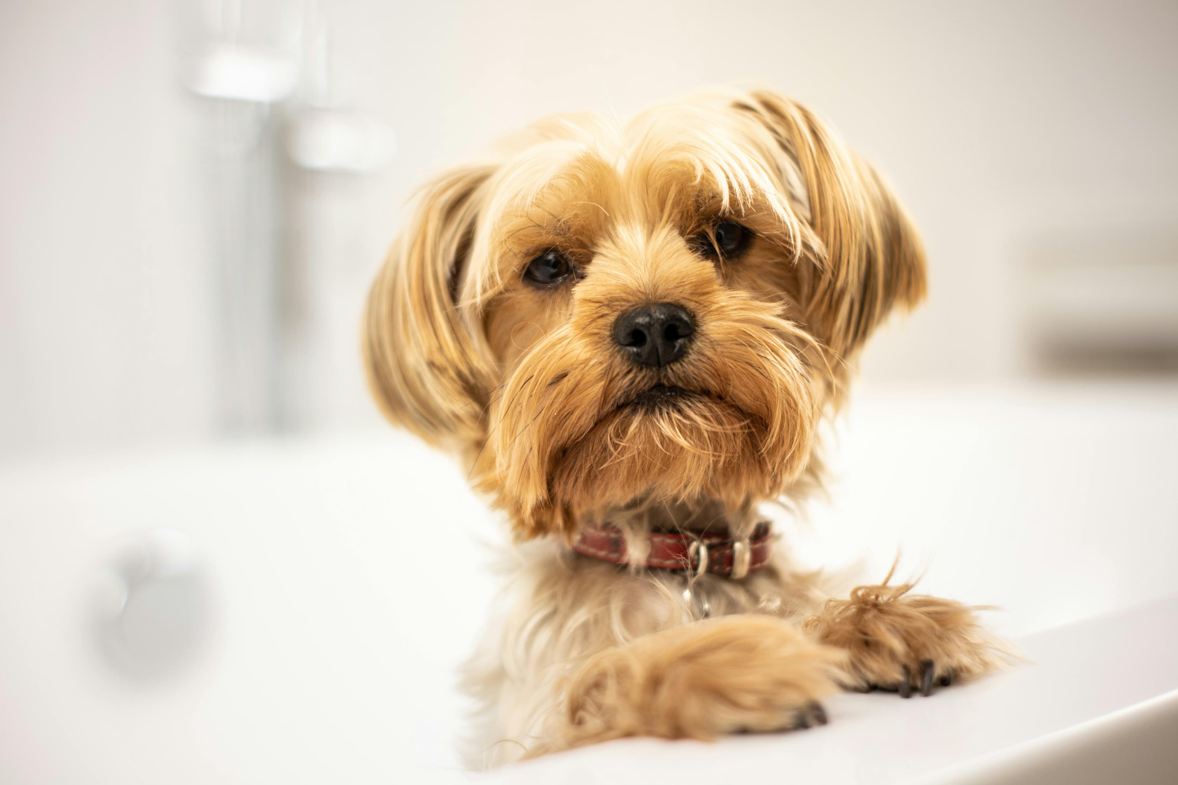 A happy dog being expertly groomed at Pawfect Groom studio